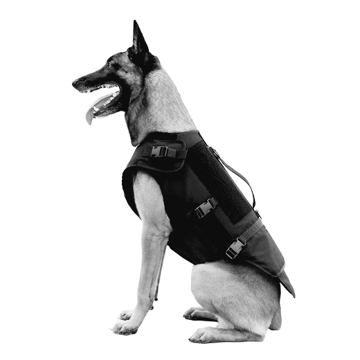 K9